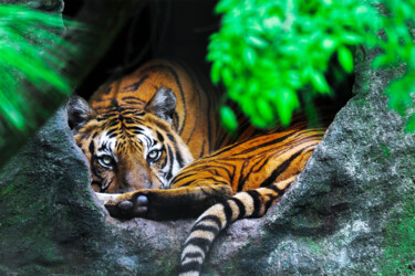 Fotografia intitulada "TIGRE" por Sergio Assis, Obras de arte originais, Fotografia digital