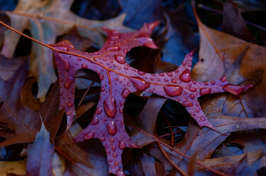 Фотография под названием "Autumn leaf l" - Sergio Assis, Подлинное произведение искусства, Не манипулируемая фотография