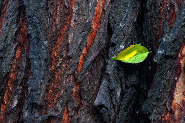 Fotografie mit dem Titel "LEAF ON THE TREE" von Sergio Assis, Original-Kunstwerk, Nicht bearbeitete Fotografie