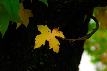 Photography titled "Yellow leaf ll" by Sergio Assis, Original Artwork, Non Manipulated Photography
