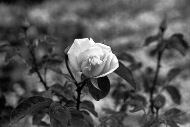 Fotografie getiteld "White flower" door Sergio Assis, Origineel Kunstwerk, Film fotografie