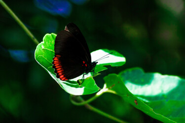 Photographie intitulée "Spread your Wings 14" par Sergio Benetti, Œuvre d'art originale, Photographie numérique