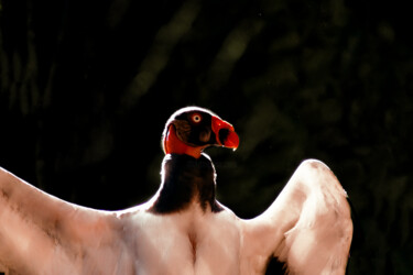 Fotografie mit dem Titel "Free to Fly 1" von Sergio Benetti, Original-Kunstwerk, Digitale Fotografie