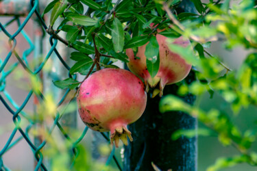 Fotografia intitulada "Assorted fruits 4" por Sergio Benetti, Obras de arte originais, Fotografia digital