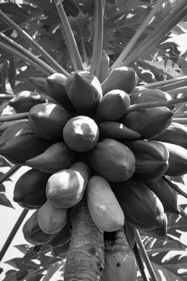 Fotografia intitulada "Assorted fruits 6" por Sergio Benetti, Obras de arte originais, Fotografia digital