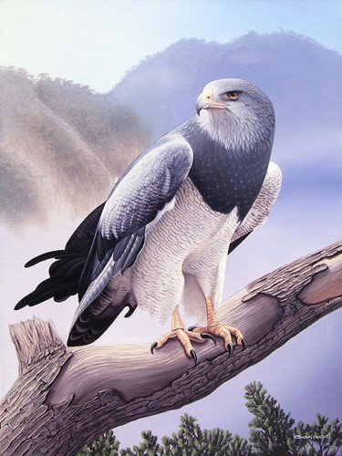 Pintura titulada "Aguila mora" por Sergio Gaspar, Obra de arte original