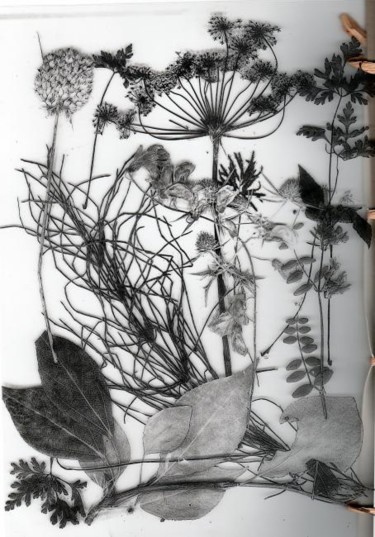 Pintura intitulada "herbier" por Patricia Sermet, Obras de arte originais
