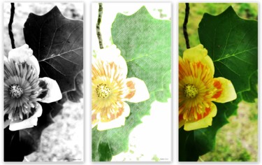 Photography titled "Triptyque Tulipe de…" by Stephan Serris, Original Artwork, Digital Photography