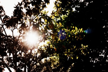 Фотография под названием "Flare Magnolia II" - Stephan Serris, Подлинное произведение искусства, Цифровая фотография