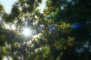 摄影 标题为“Flare Magnolia III” 由Stephan Serris, 原创艺术品, 数码摄影