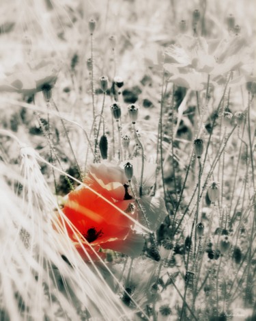 Photography titled "Blé Coquelicot" by Stephan Serris, Original Artwork, Digital Photography