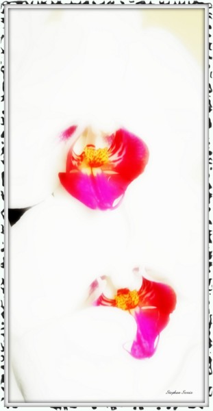 Photography titled "Orchidée Manta" by Stephan Serris, Original Artwork, Manipulated Photography