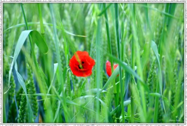 Photographie intitulée "Blés Coquelicot" par Stephan Serris, Œuvre d'art originale, Photographie numérique