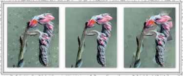 Triptyque Crassulaceae Echevaria Elegants Photographie intitulée "Triptyque Crassulac…" par Stephan Serris, Œuvre d'art originale, Photographie numérique
