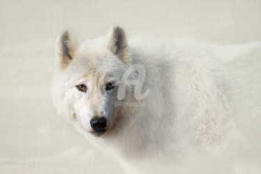 Photographie intitulée "Loup 2" par Servanep, Œuvre d'art originale