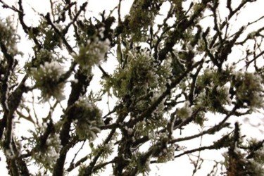 Photographie intitulée "lichens 22/12/06" par Sève, Œuvre d'art originale