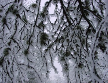 Photographie intitulée "lichen givré" par Sève, Œuvre d'art originale