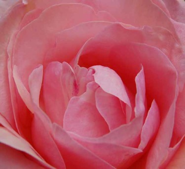 Photographie intitulée "rose de juillet 02" par Sève, Œuvre d'art originale