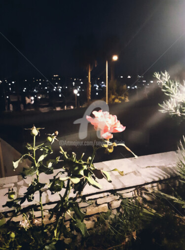 Photographie intitulée "Une rose à Bandol" par Séverine Florin, Œuvre d'art originale, Photographie numérique