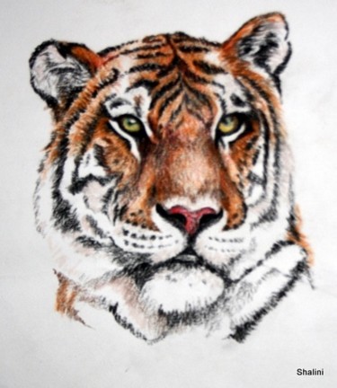 Painting titled "Tiger" by Shalini Jha, Original Artwork, Oil