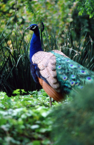 Fotografia intitolato "peacock.jpg" da Shan Rodgers, Opera d'arte originale