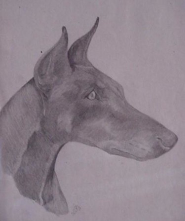 Drawing titled "Doberman male" by Shannon Young, Original Artwork