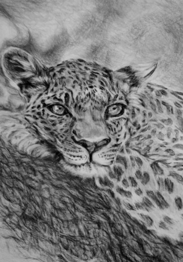 Schilderij getiteld "Leopard B & W" door Shar'S Art, Origineel Kunstwerk, Potlood