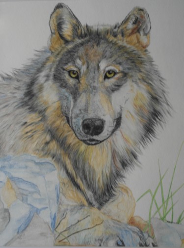 Painting titled "On Alert" by Shawn, Original Artwork, Watercolor