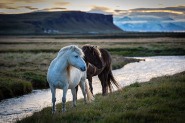 "Icelandic Horses" başlıklı Fotoğraf Shimon Rottenberg tarafından, Orijinal sanat, Dijital Fotoğrafçılık
