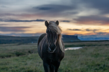 Fotografia intitolato "Icelandic Horse at…" da Shimon Rottenberg, Opera d'arte originale, Fotografia digitale