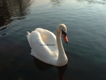 Photography titled "SWAN - LOCH LOMOND" by Shinypassion, Original Artwork