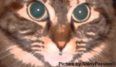 Photography titled "CAT'S EYES" by Shinypassion, Original Artwork