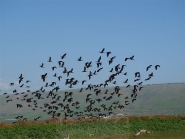 Photography titled "Birds Flock Taking…" by Shiran, Original Artwork
