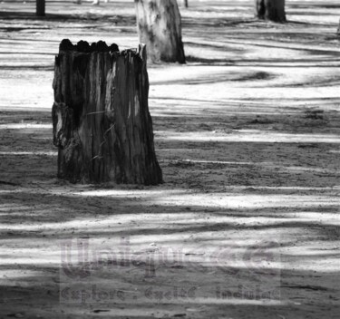 Photography titled "Deserted Tree" by Shiran, Original Artwork