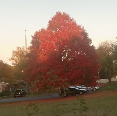 Photography titled "Beautiful maple" by Shirley Jacobsen, Original Artwork, Non Manipulated Photography