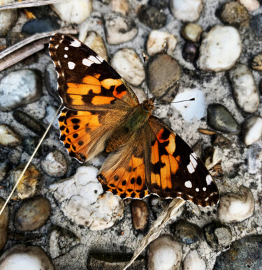 Photographie intitulée "Butterfly" par Shiro Lilium Art, Œuvre d'art originale, Photographie numérique