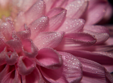 Fotografie getiteld "Macro Flower" door Shiro Lilium Art, Origineel Kunstwerk, Digitale fotografie