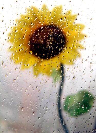 摄影 标题为“雨中仙子” 由水影 彭, 原创艺术品