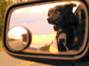 Photography titled "Bear Dog in my mirr…" by Stace & Amanda Pshyk, Original Artwork