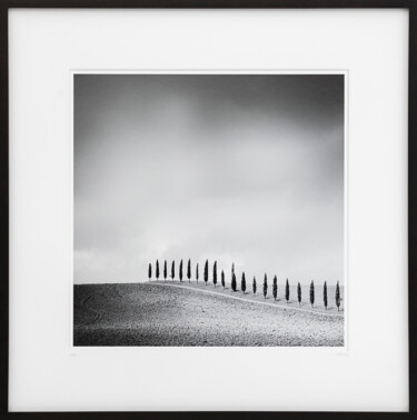 Fotografia zatytułowany „Row of Cypress Tree…” autorstwa Gerald Berghammer, Oryginalna praca, Fotografia filmowa Zamontowany…