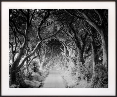 Fotografía titulada "The Dark Hedges Stu…" por Gerald Berghammer, Obra de arte original, Fotografía analógica Montado en Alu…