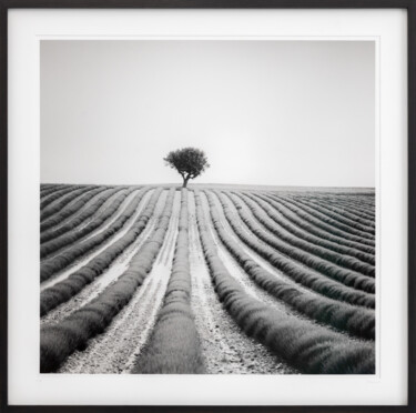 Photography titled "Lonely Tree in Lave…" by Gerald Berghammer, Original Artwork, Analog photography Mounted on Cardboard