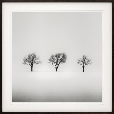 Fotografia zatytułowany „Trees in snowy Fiel…” autorstwa Gerald Berghammer, Oryginalna praca, Fotografia filmowa Zamontowany…