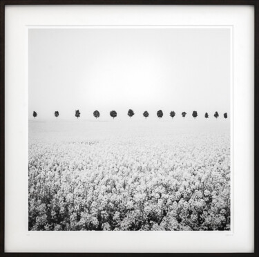 Photography titled "Brassica Napus Stud…" by Gerald Berghammer, Original Artwork, Analog photography Mounted on Cardboard