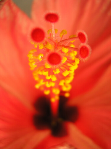 Fotografie mit dem Titel "Hibiscus rosa-sinen…" von Silvia Abbiezzi, Original-Kunstwerk, Digitale Fotografie