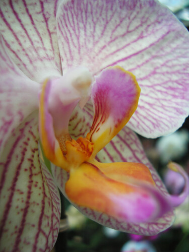 Fotografie getiteld "Phalaenopsis hybrid…" door Silvia Abbiezzi, Origineel Kunstwerk, Digitale fotografie