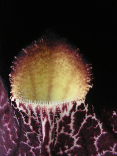 Fotografie mit dem Titel "Aristolochia macrop…" von Silvia Abbiezzi, Original-Kunstwerk, Digitale Fotografie