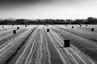 Fotografia intitolato "Field" da Silvia Zambolin, Opera d'arte originale, Fotografia digitale