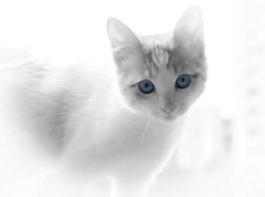 Photography titled "The blue eyes." by Silvia Marcoschamer, Original Artwork, Digital Photography
