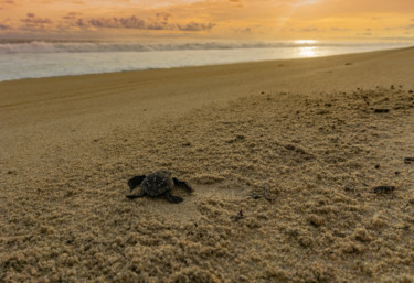 Fotografie getiteld "Newborn Black Turtle" door Silvia Marcoschamer, Origineel Kunstwerk, Digitale fotografie